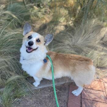 LowRider -  Cardigan Welsh Corgi and Mixed Breed Dog for Adoption in Riverside, California - LowRider | PetCurious