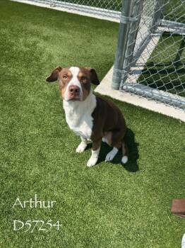 Arthur -  Pit Bull Terrier Dog for Adoption in Clarksville, Tennessee - Arthur | PetCurious