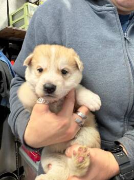 German Shepherd Dog and Husky Dogs Available for Adoption - Jager | PetCurious