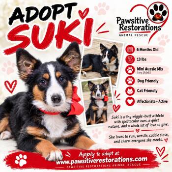 SUKI -  Australian Shepherd Dog for Adoption in Foxfield, Colorado - SUKI | PetCurious