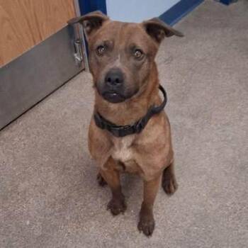 Wren -  Retriever and Mixed Breed Dog for Adoption in Kanab, Utah - Wren | PetCurious