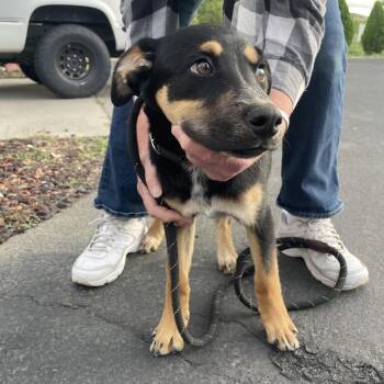 Frisko -  Mixed Breed Dog for Adoption in Tacoma, Washington - Frisko | PetCurious