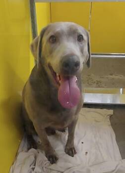 Beau -  Labrador Retriever and Mixed Breed Dog for Adoption in Kansas City, Missouri - Beau | PetCurious