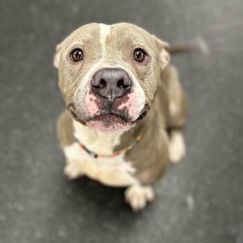 Mixed Breed Dogs Available for Adoption in Youngstown, Ohio - Blu+ | PetCurious