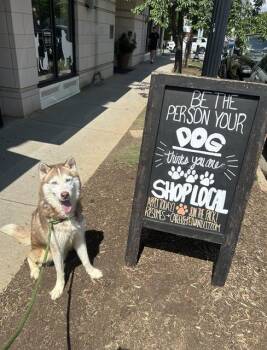 Siberian Husky Dogs Available for Adoption - BENTLEY | PetCurious