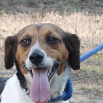 Mixed Breed Dogs Available for Adoption - Anya | PetCurious
