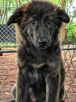 KEN -  Belgian Shepherd Malinois and Shepherd Dog for Adoption in Lucas, Texas - KEN | PetCurious