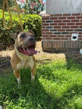 Asher -  Pit Bull Terrier and Mixed Breed Dog for Adoption in Savannah, Georgia - Asher | PetCurious