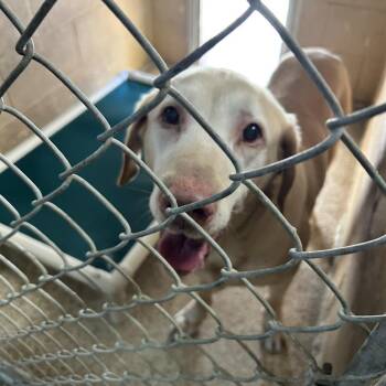 Rescue Retriever Dogs for Adoption in Newport, North Carolina - Marsh | PetCurious