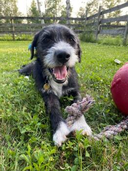 Marco -  Terrier Dog for Adoption in Toronto, Ontario - Marco | PetCurious