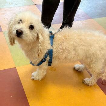 Mixed Breed Dogs Available for Adoption - Tito | PetCurious