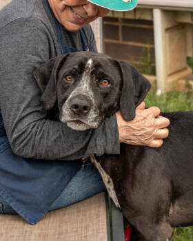 Rescue Mixed Breed Dogs for Adoption in Atlanta, Georgia - Holy | PetCurious