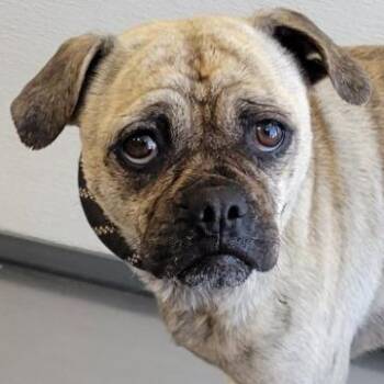 Mixed Breed Dogs Available for Adoption - 104777 | PetCurious