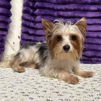 Burton- Foster Home Needed -  Yorkshire Terrier Dog for Adoption in Hartland, Wisconsin - Burton- Foster Home Needed | PetCurious