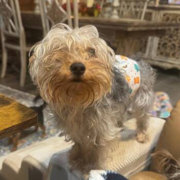 JoJo -  Yorkshire Terrier Dog for Adoption in Houston, Texas - JoJo | PetCurious