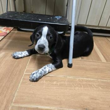 Jospeh -  Pointer and Mixed Breed Dog for Adoption in Jarrettsville, Maryland - Jospeh | PetCurious