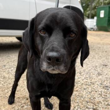Segway -  Labrador Retriever Dog for Adoption in Columbia, South Carolina - Segway | PetCurious