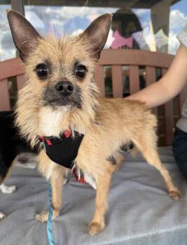 Chihuahua and Yorkshire Terrier Dogs Available for Adoption in Mundelein, Illinois - Stuart Little | PetCurious