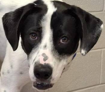 Nova -  Great Pyrenees and Mixed Breed Dog for Adoption in Brenham, Texas - Nova | PetCurious