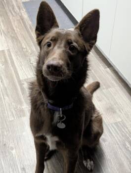 Australian Kelpie Dogs Available for Adoption in Chandler, Arizona - RIVER #3 | PetCurious