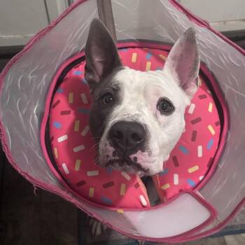 Blu -  Mixed Breed and Pit Bull Terrier Dog for Adoption in Salt Lake City, Utah - Blu | PetCurious