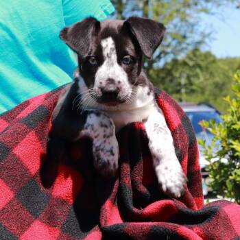 CT Bang -  Border Collie and Mixed Breed Dog for Adoption in Eastford, Connecticut - CT Bang | PetCurious