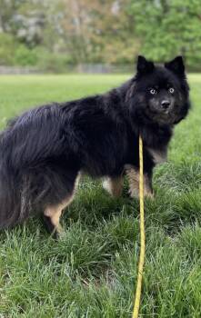 Pomeranian and Husky Dogs Available for Adoption in Lincoln University, Pennsylvania - Koda | PetCurious