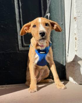 Witch -  Wirehaired Terrier Dog for Adoption in New York, New York - Witch | PetCurious