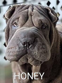 Shar Pei Dogs Available for Adoption in Cameron, North Carolina - Honey | PetCurious