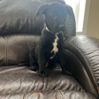 Labrador Retriever Dogs Available for Adoption - Abe | PetCurious