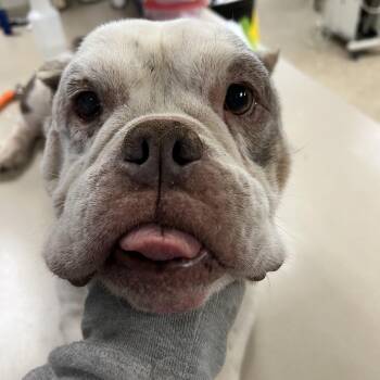Bulldog Dogs Available for Adoption in San Antonio, Texas - Etta | PetCurious