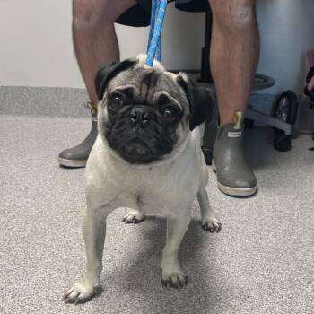 Pug Dogs Available for Adoption - Rocky | PetCurious