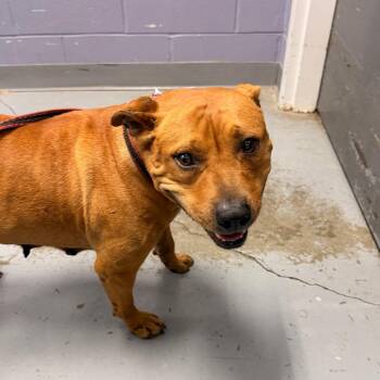 Frannie -  American Staffordshire Terrier and Mixed Breed Dog for Adoption in Indianapolis, Indiana - Frannie | PetCurious