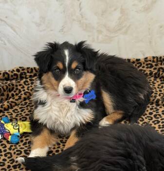 Australian Shepherd Dogs Available for Adoption - Sloan | PetCurious