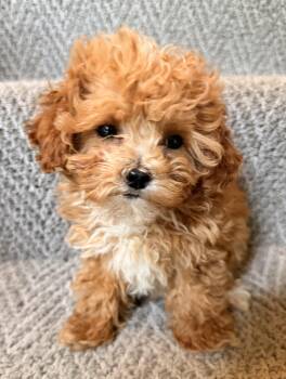 Shih Tzu and Poodle Dogs Available for Adoption in Overland Park, Kansas - Ernie | PetCurious