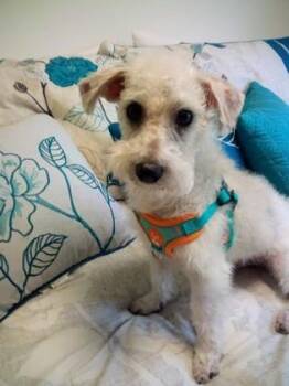 Bailey -  Schnauzer and Poodle Dog for Adoption in Oak Creek, Wisconsin - Bailey | PetCurious