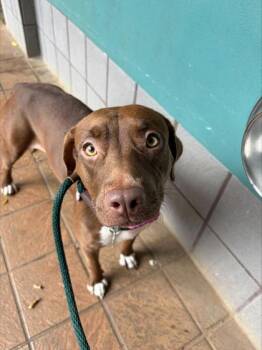 Victoria -  Pit Bull Terrier and Mixed Breed Dog for Adoption in Honolulu, Hawaii - Victoria | PetCurious