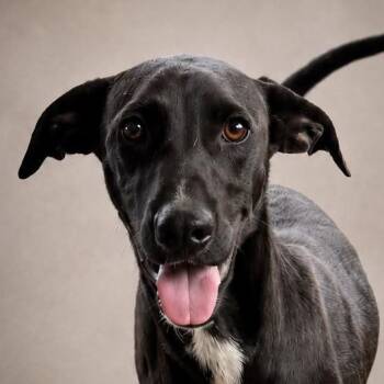 WINSTON (out of town) -  Black Labrador Retriever Dog for Adoption in New York, New York - WINSTON (out Of Town) | PetCurious