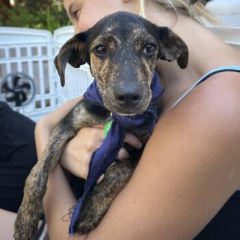 Diesel -  Mixed Breed Dog for Adoption in Columbia, South Carolina - Diesel | PetCurious