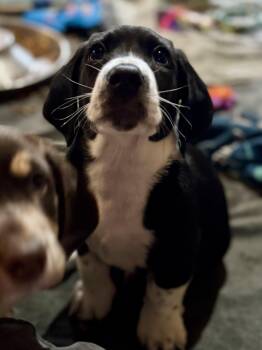 Rescue Basset Hound and Beagle Dogs for Adoption in Washington, Missouri - Prost | PetCurious