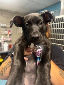 Donatello -  Mixed Breed Dog for Adoption in Hobart, Indiana - Donatello | PetCurious