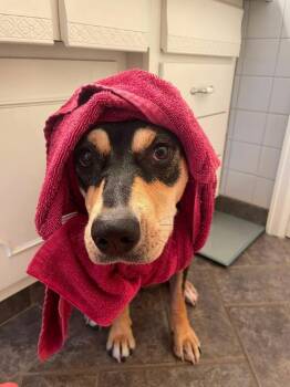Addie -  Mixed Breed Dog for Adoption in Parker, Colorado - Addie | PetCurious