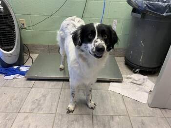 Border Collie and Mixed Breed Dogs Available for Adoption in Grand Prairie, Texas - LONE RANGER | PetCurious