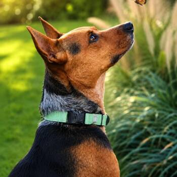 Lucy - Sweet Personality, Smart, Affectionate, Overall Good Girl -  Australian Cattle Dog Blue Heeler Dog for Adoption in Houston, Texas - Lucy - Sweet Personality, Smart, Affectionate, Overall Good Girl | PetCurious