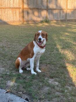 Keeley -  Hound Dog for Adoption in Wando, South Carolina - Keeley | PetCurious