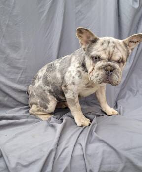 Rescue French Bulldog Dogs for Adoption in Woodsfield, Ohio - Miss BLUEBERRY | PetCurious