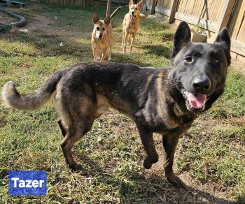 Rescue German Shepherd Dog Dogs for Adoption in Greeneville, Tennessee - Tazer | PetCurious
