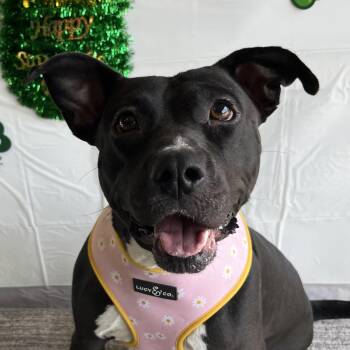 American Staffordshire Terrier and Mixed Breed Dogs Available for Adoption - Marceline | PetCurious