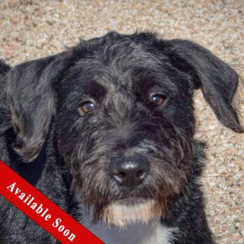Turtle -  Poodle and Wire Fox Terrier Dog for Adoption in Huntley, Illinois - Turtle | PetCurious