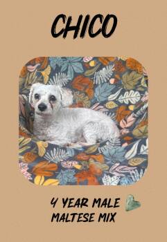 Maltese and Poodle Dogs Available for Adoption - CHICO  – 4  YEAR OLD MALE MALTESE POODLE MIX | PetCurious